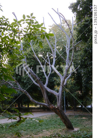 A tree with white branches is surrounded by green trees in daylight 139286337