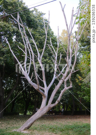 A lone white dry tree with branches stands among green trees A lone white dry tree with branches stands among green trees 139286338