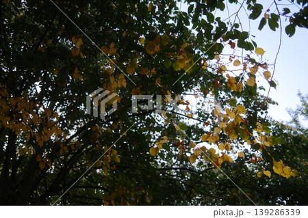 Looking up into tree with changing leaf color during the daytime Looking up into tree with changing leaf color during the daytime 139286339