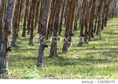 Rows of rubber trees in plantation with bark tapping marks for latex collection in tropical agriculture landscape natural pattern and sustainable farming industry Rows of rubber trees in plantation with bark tapping marks for latex collection in tropical agriculture landscape natural pattern and sustainable farming industry 139286370