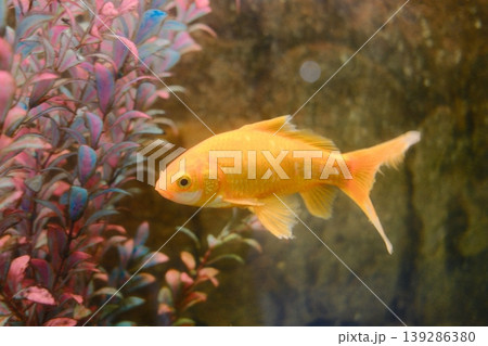 A single goldfish swims calmly in a clear aquarium with colorful plants 139286380