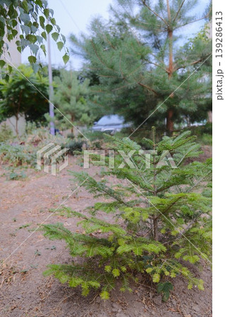 Small evergreen tree saplings grow in a city park near other trees during the daytime 139286413