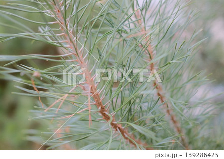 Pine branches with needles are seen during the day. The pinecone branch is visible Pine branches with needles are seen during the day. The pinecone branch is visible 139286425