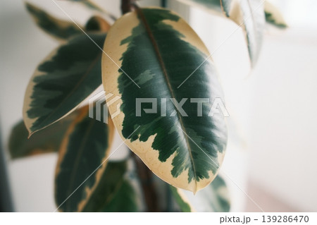 A detailed view shows a large, patterned leaf from a Ficus elastica plant A detailed view shows a large, patterned leaf from a Ficus elastica plant 139286470