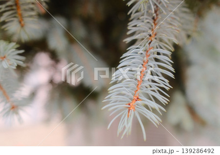 A close view shows the needles and branch of a Blue Spruce tree in daylight A close view shows the needles and branch of a Blue Spruce tree in daylight 139286492