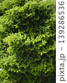Taxus baccata close up. Green branches of yew tree(Taxus baccata, English yew 139286536