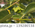 persimmon 139286538