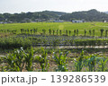 It is a rural landscape with a pepper field. 139286539