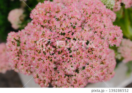 A cluster of pink sedum flowers blooms. The small flowers are densely packed together A cluster of pink sedum flowers blooms. The small flowers are densely packed together 139286552