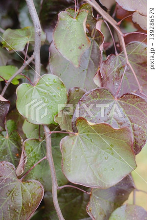 Eastern redbud tree foliage is wet after a spring rain. The leaves are green and red Eastern redbud tree foliage is wet after a spring rain. The leaves are green and red 139286579