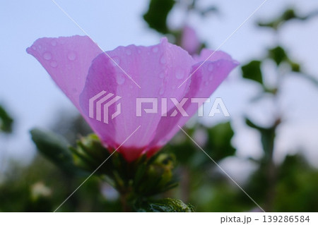A pink flower blooms with water droplets on the petals after a gentle rain A pink flower blooms with water droplets on the petals after a gentle rain 139286584