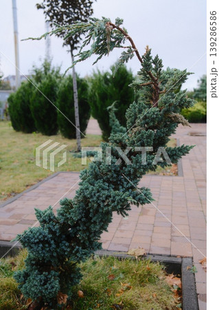 A blue juniper tree bends in a park 139286586