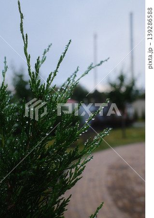 Close up of a wet, green evergreen plant with water droplets visible after a rain Close up of a wet, green evergreen plant with water droplets visible after a rain 139286588