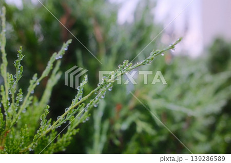 Raindrops cling to a green evergreen branch during a wet day in a garden Raindrops cling to a green evergreen branch during a wet day in a garden 139286589
