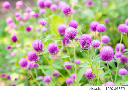Purple globe amaranth flowers blooming in garden with soft green background natural light showing vibrant floral texture fresh plants and ornamental beauty Purple globe amaranth flowers blooming in garden with soft green background natural light showing vibrant floral texture fresh plants and ornamental beauty 139286776