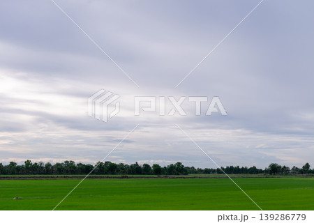 Lush green rice field stretching across rural landscape under cloudy sky soft light wide horizon showing agriculture growth natural environment and peaceful countryside Lush green rice field stretching across rural landscape under cloudy sky soft light wide horizon showing agriculture growth natural environment and peaceful countryside 139286779