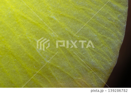 Macro closeup of yellow flower petal texture with fine veins and soft gradient natural light creating abstract background and organic surface detail Macro closeup of yellow flower petal texture with fine veins and soft gradient natural light creating abstract background and organic surface detail 139286782