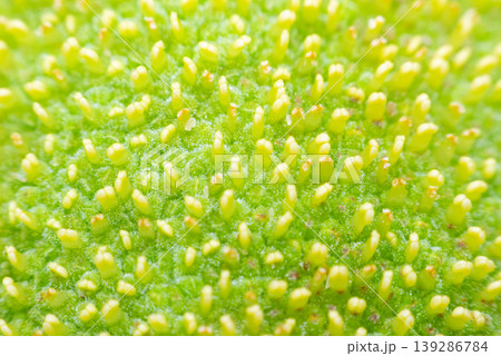 Extreme macro of green plant surface covered with tiny buds and fine texture showing natural pattern detail freshness and organic background Extreme macro of green plant surface covered with tiny buds and fine texture showing natural pattern detail freshness and organic background 139286784