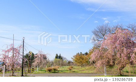 日中線しだれ桜散歩道延長プロジェクト　踏切と植樹された枝垂れ桜　福島県 139286789