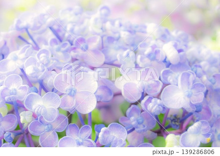 パステルカラーの紫陽花の花クローズアップ 139286806