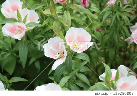 淡いピンク色のゴデチアの花　イロマツヨイグサ（色待宵草） 139286808