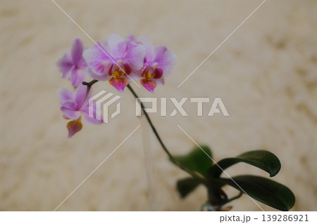 A flowering orchid has delicate light purple petals with red and yellow accents A flowering orchid has delicate light purple petals with red and yellow accents 139286921