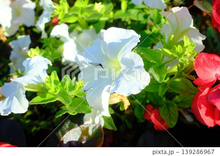 Bright white petunias and red begonias blossom with green foliage in a garden Bright white petunias and red begonias blossom with green foliage in a garden 139286967