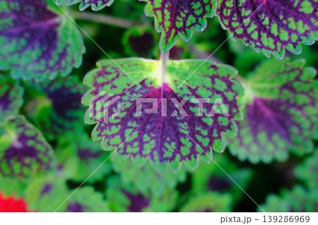 Close-up shows coleus leaves. The foliage displays intricate patterns of green and purple Close-up shows coleus leaves. The foliage displays intricate patterns of green and purple 139286969
