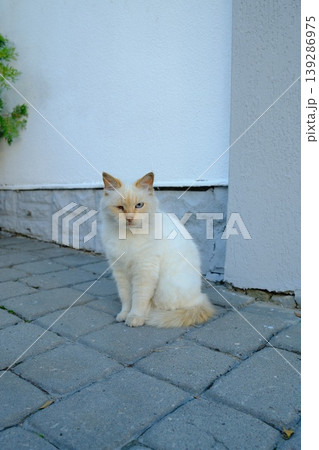 A domestic feline with white and cream fur sits on gray bricks near a white building A domestic feline with white and cream fur sits on gray bricks near a white building 139286975