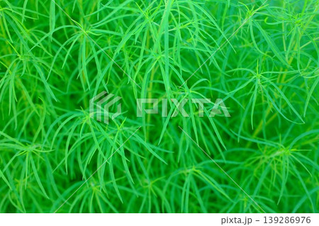 A dense cluster of bright green slenderleaf plants growing outdoors in the sunshine A dense cluster of bright green slenderleaf plants growing outdoors in the sunshine 139286976