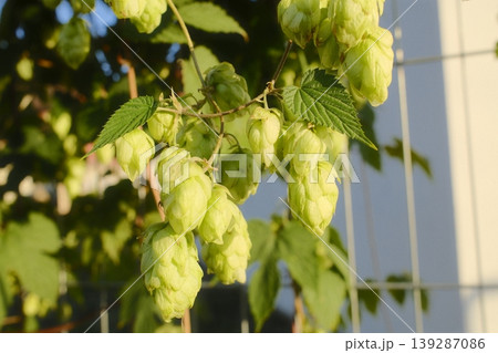 Close up of green hops and leaves are growing on a trellis outside during the day Close up of green hops and leaves are growing on a trellis outside during the day 139287086