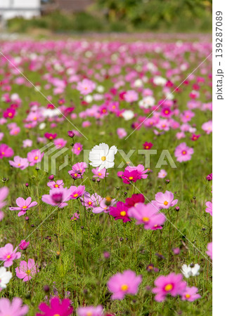 紫やピンクや白色のコスモス畑の花々 紫やピンクや白色のコスモス畑の花々 139287089