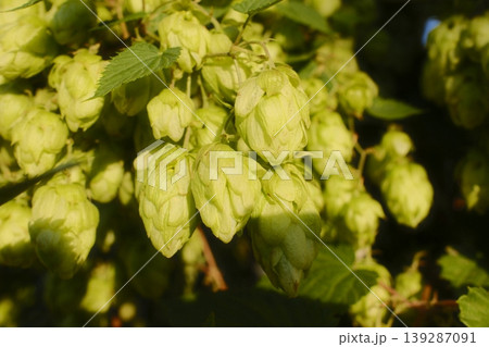Hops grow abundantly on a bine in a field. Green cones develop, ready for harvesting Hops grow abundantly on a bine in a field. Green cones develop, ready for harvesting 139287091