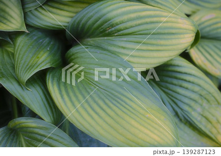 Several variegated Hosta leaves are clustered together 139287123