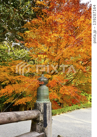 宇治橋の欄干ともみじの風景 伊勢神宮内宮の紅葉の風景 秋の伊勢志摩観光スポット 宇治橋の欄干ともみじの風景 伊勢神宮内宮の紅葉の風景 秋の伊勢志摩観光スポット 139287164