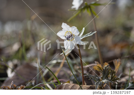 セツブンソウの花 139287197