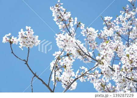 春の桜 139287229
