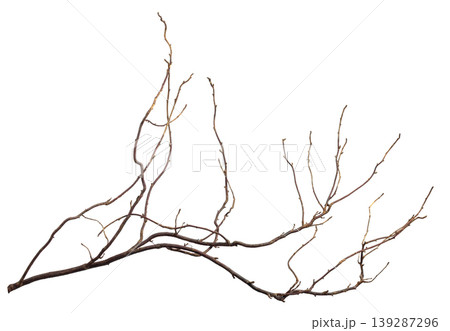 The intricately entwined withered branch of a bush on a white background. 139287296