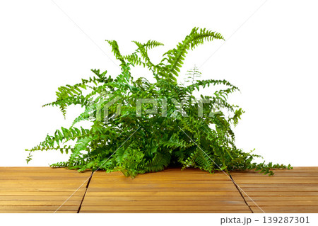 Fern on a wooden floor isolated on a white background. 139287301