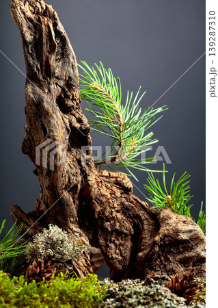 Abstract north nature scene with a composition of pine branches and dry snags. Abstract north nature scene with a composition of pine branches and dry snags. 139287310