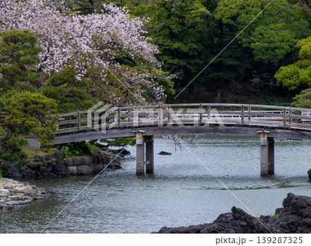 池に架かる木橋と満開の桜 139287325