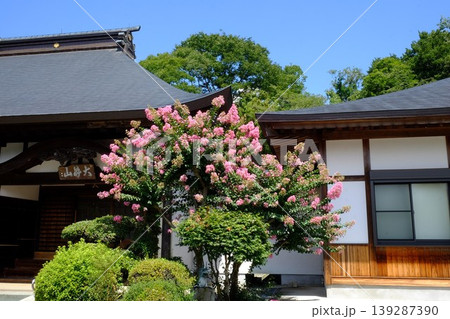 【神奈川県】境内の百日紅咲く 【神奈川県】境内の百日紅咲く 139287390