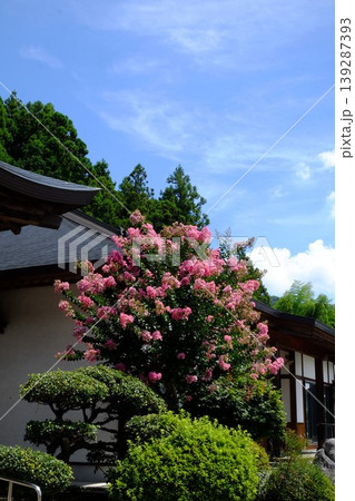 【神奈川県】功雲寺の百日紅咲く 139287393