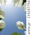 It is a white tulip seen from a low angle. 139287768