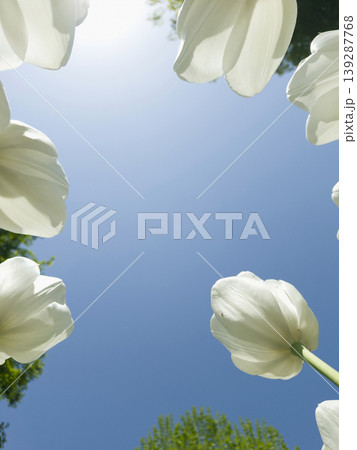 It is a white tulip seen from a low angle. It is a white tulip seen from a low angle. 139287768