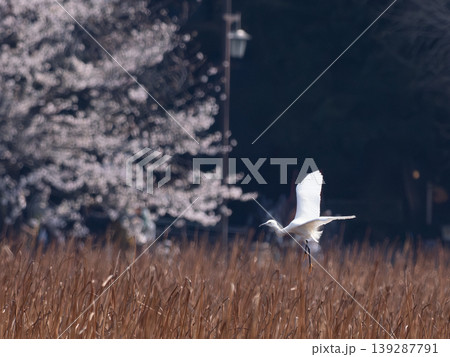 満開の桜を背に飛び立つ白鷺 満開の桜を背に飛び立つ白鷺 139287791