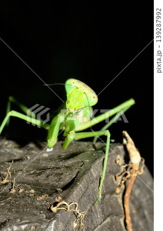 ハラビロカマキリ 139287992