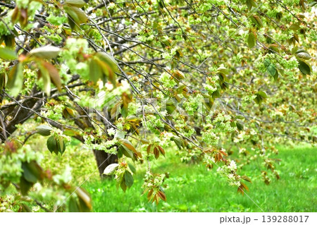 黄緑色の桜御衣黄桜 黄緑色の桜御衣黄桜 139288017