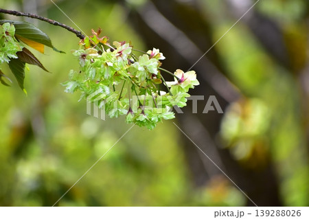 黄緑色の桜御衣黄桜 黄緑色の桜御衣黄桜 139288026