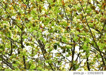 黄緑色の桜御衣黄桜 黄緑色の桜御衣黄桜 139288078